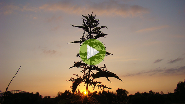 Grote brandnetel - Urtica